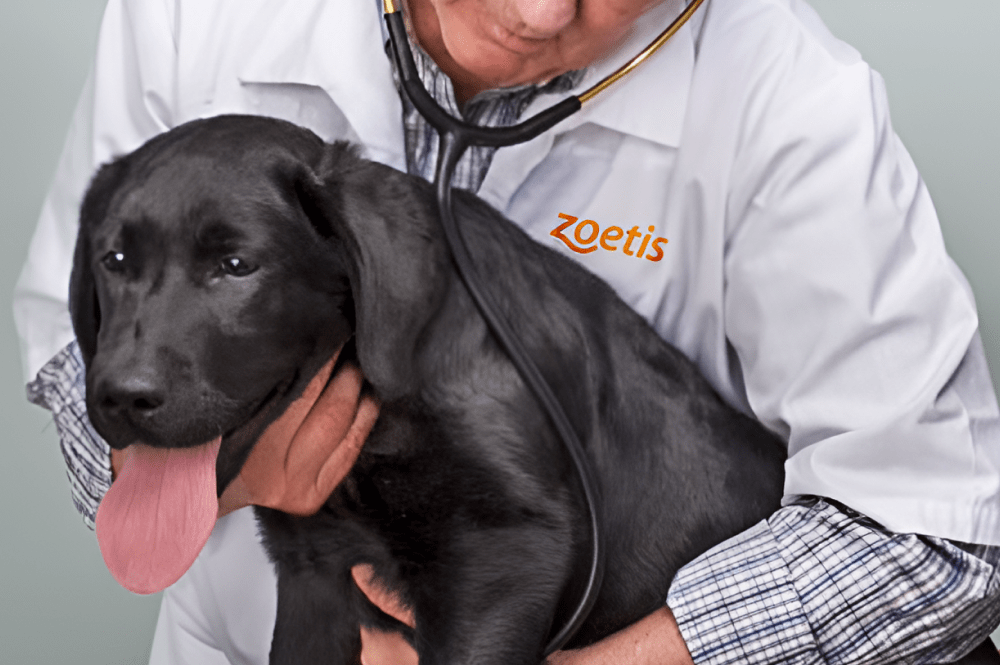 Zoetis partners with Toptal to optimize processes, development, and analytics.