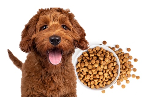Optimized Sales Team and Performance for a Pet Supplement Startup project