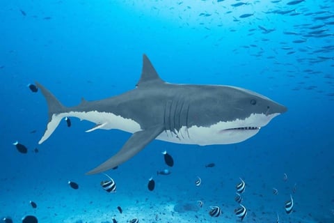 Animated Shark project