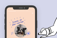 Scooch – Pet Health Dashboard