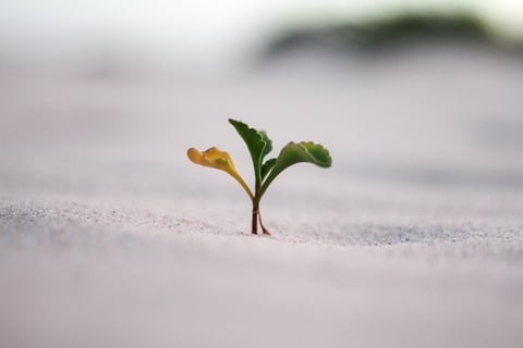 Growth Diagnostic: 30+ Growth Opportunities Identified for a Software Development Agency project