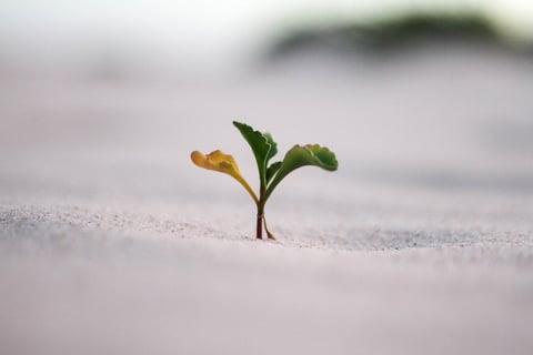 Growth Diagnostic: 30+ Growth Opportunities Identified for a Software Development Agency project