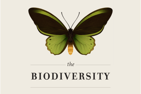 The Biodiversity | Infographic project