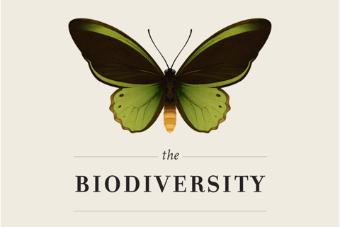 The Biodiversity | Infographic project