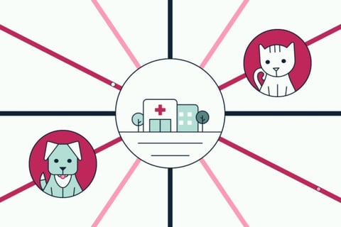 Pet Assure | Explainer Video project