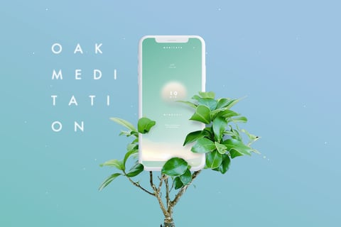 OAK MEDITATION project