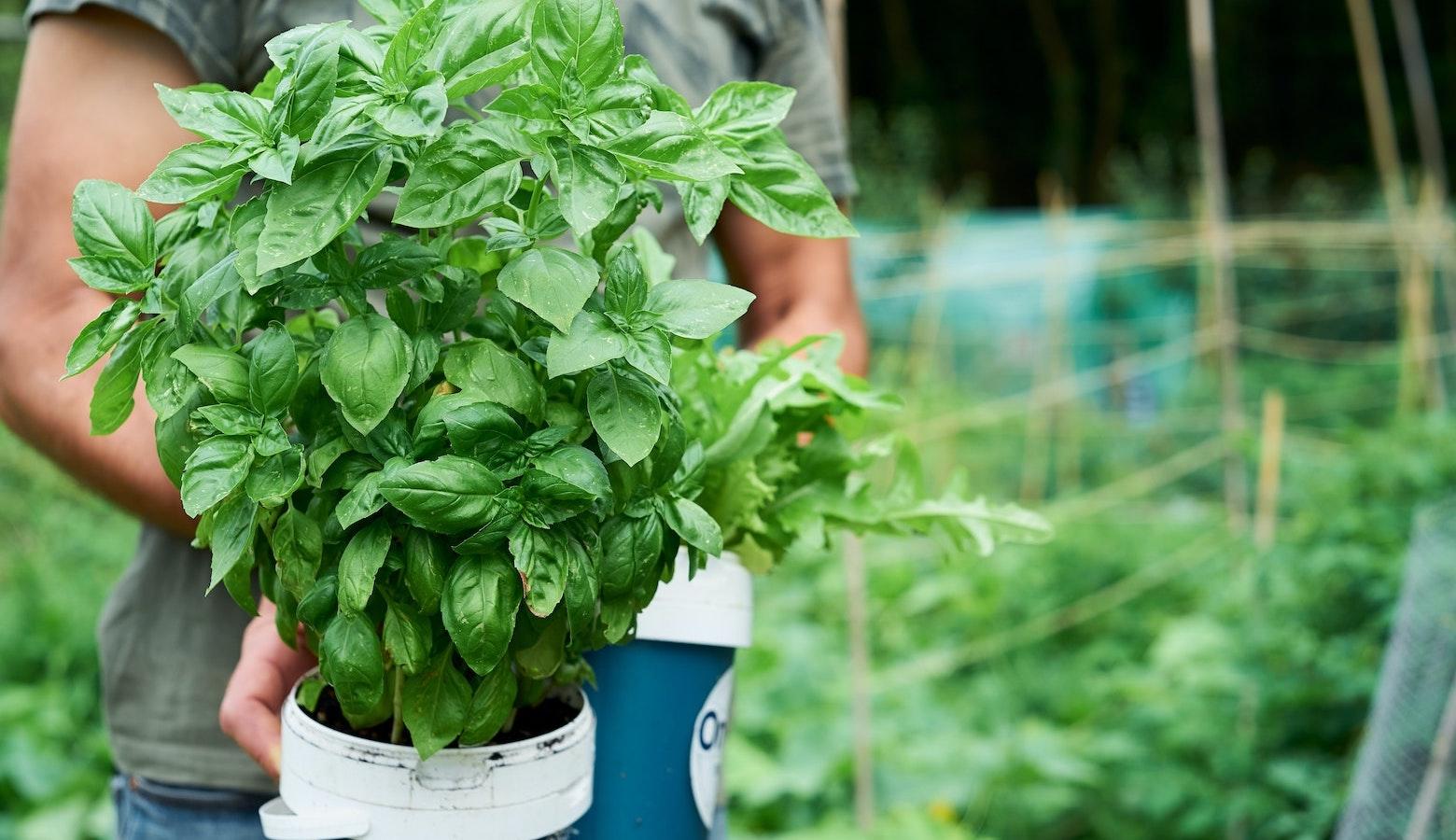 A close-up of a man in a gray shirt holding out a plastic bucket containing a potted basil plant. Behind him are rows of other plants surrounded by chicken wire.