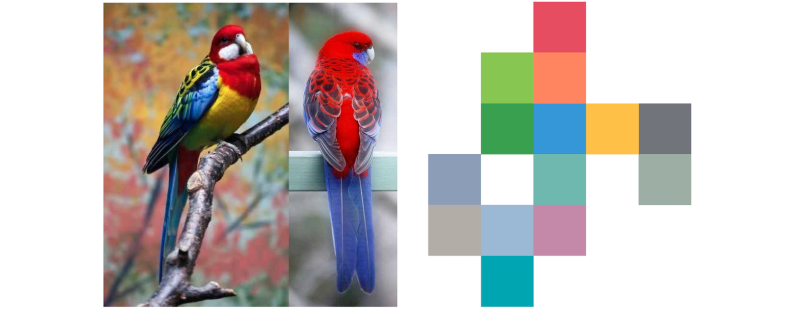On the left are side- and back-view photos of the rosella parrot, which has a red head and back, a yellow belly, blue wings and tail, green accents, and black and white markings. On the right is a pixelated grid of colors derived from the photographs.