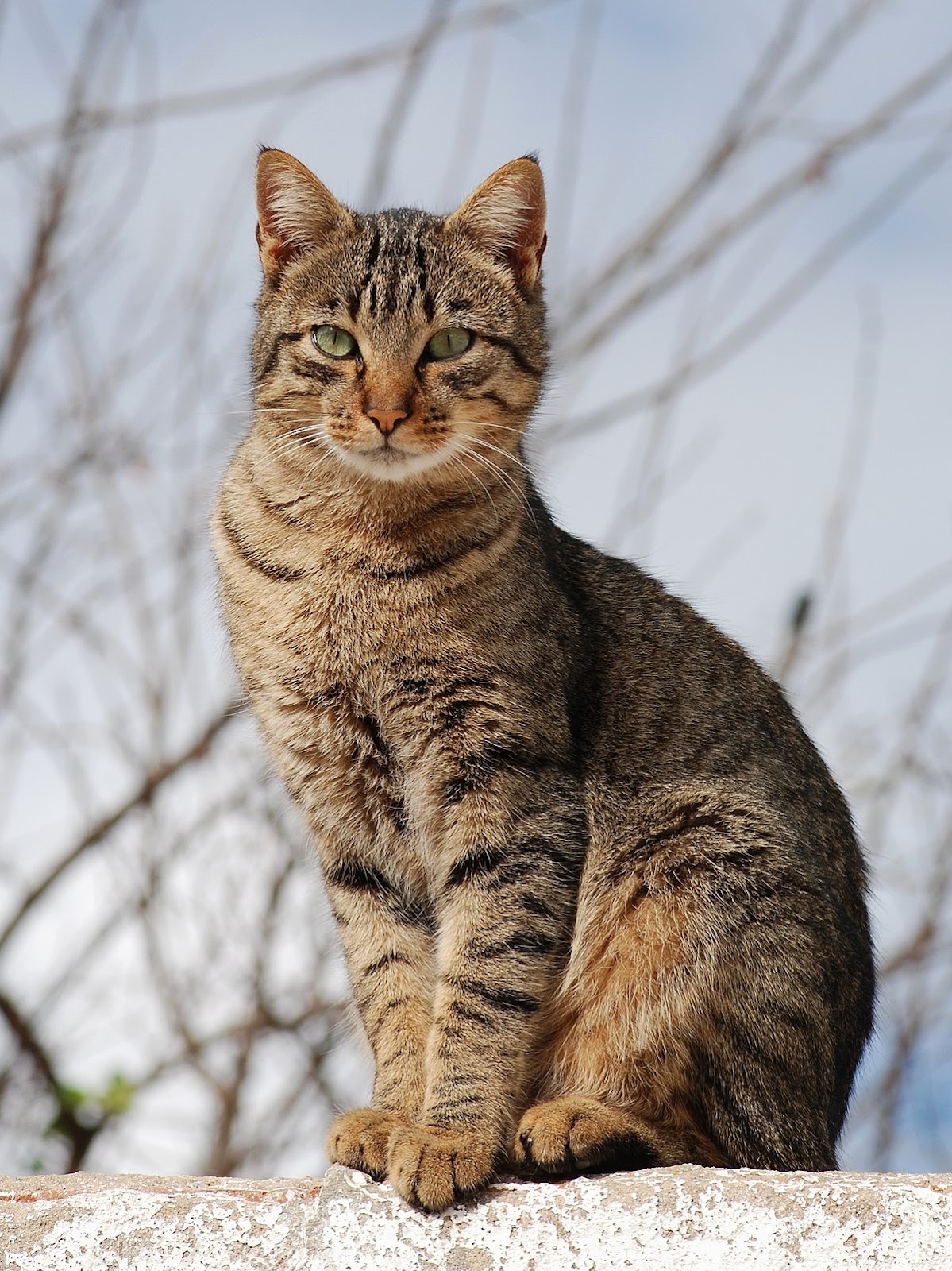 A cat sitting on a wall.