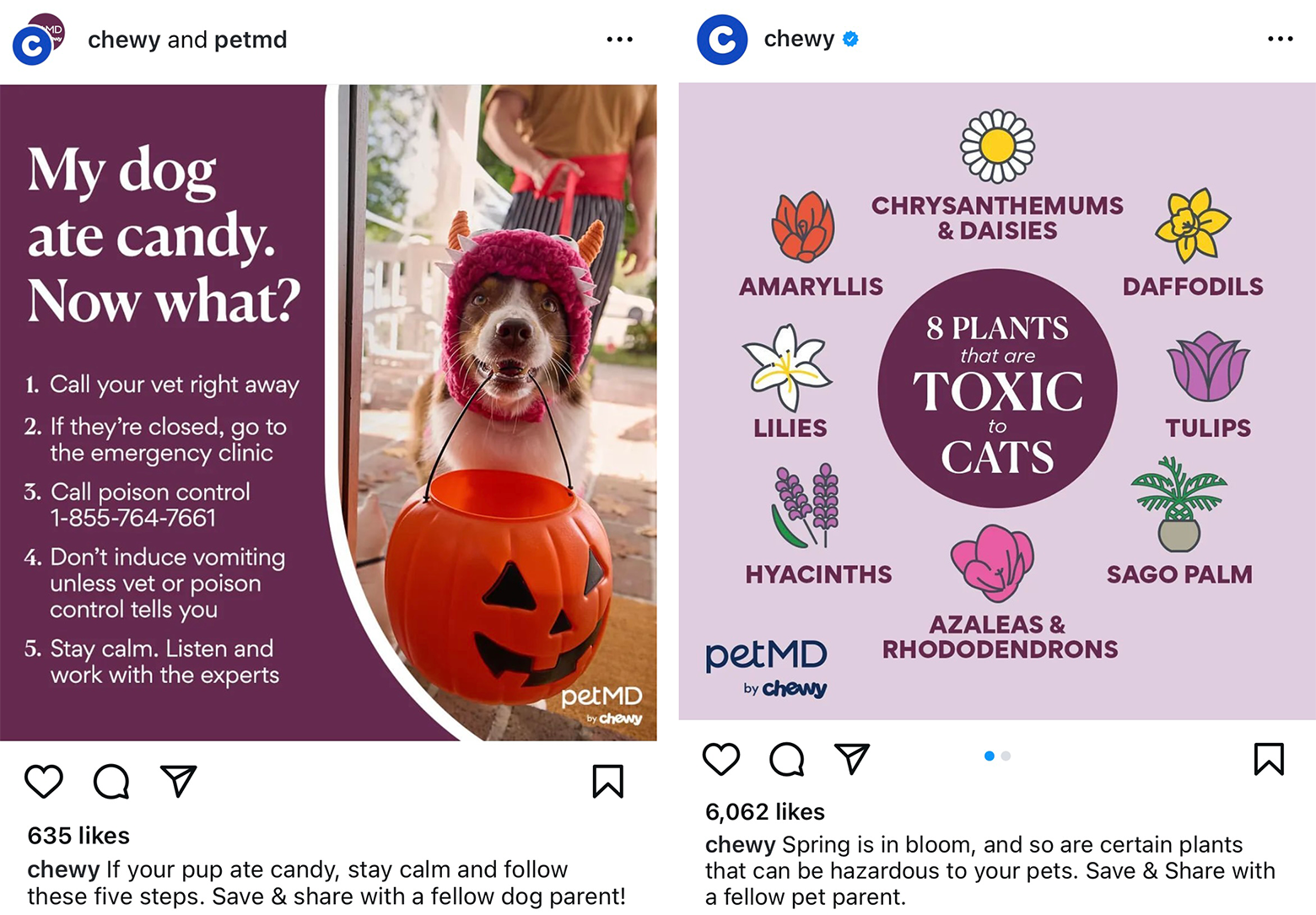 Two Instagram graphics by Chewy on purple backgrounds. One is titled, “My dog ate candy. Now what?” and the other “8 plants that are toxic to cats.”
