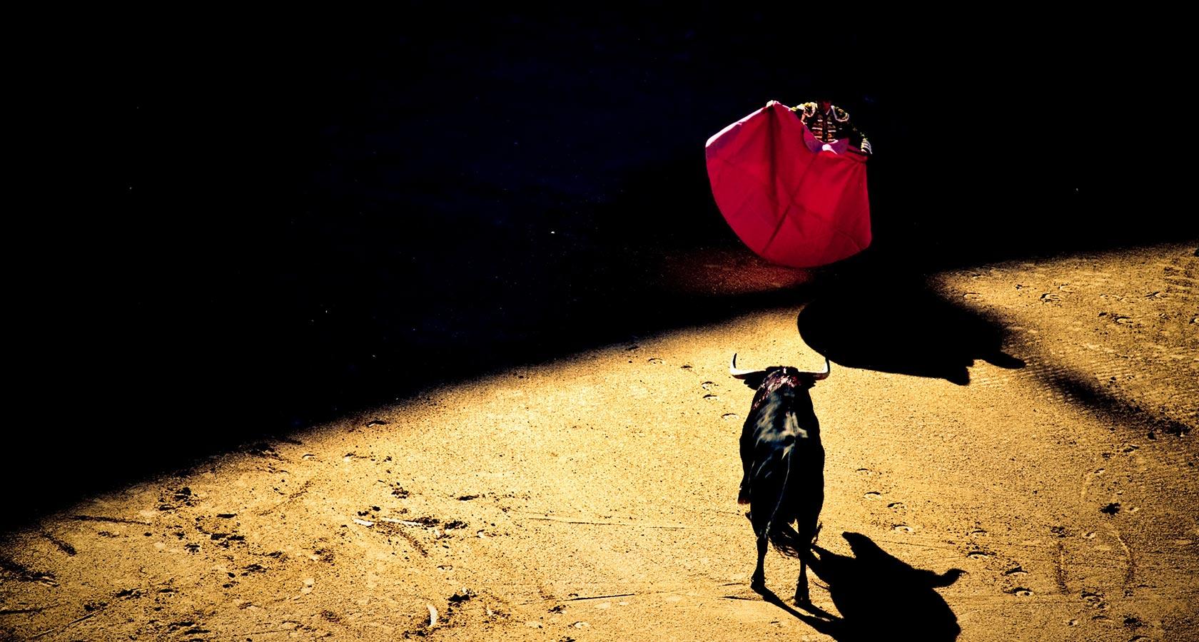 Bull in action aiming for a man