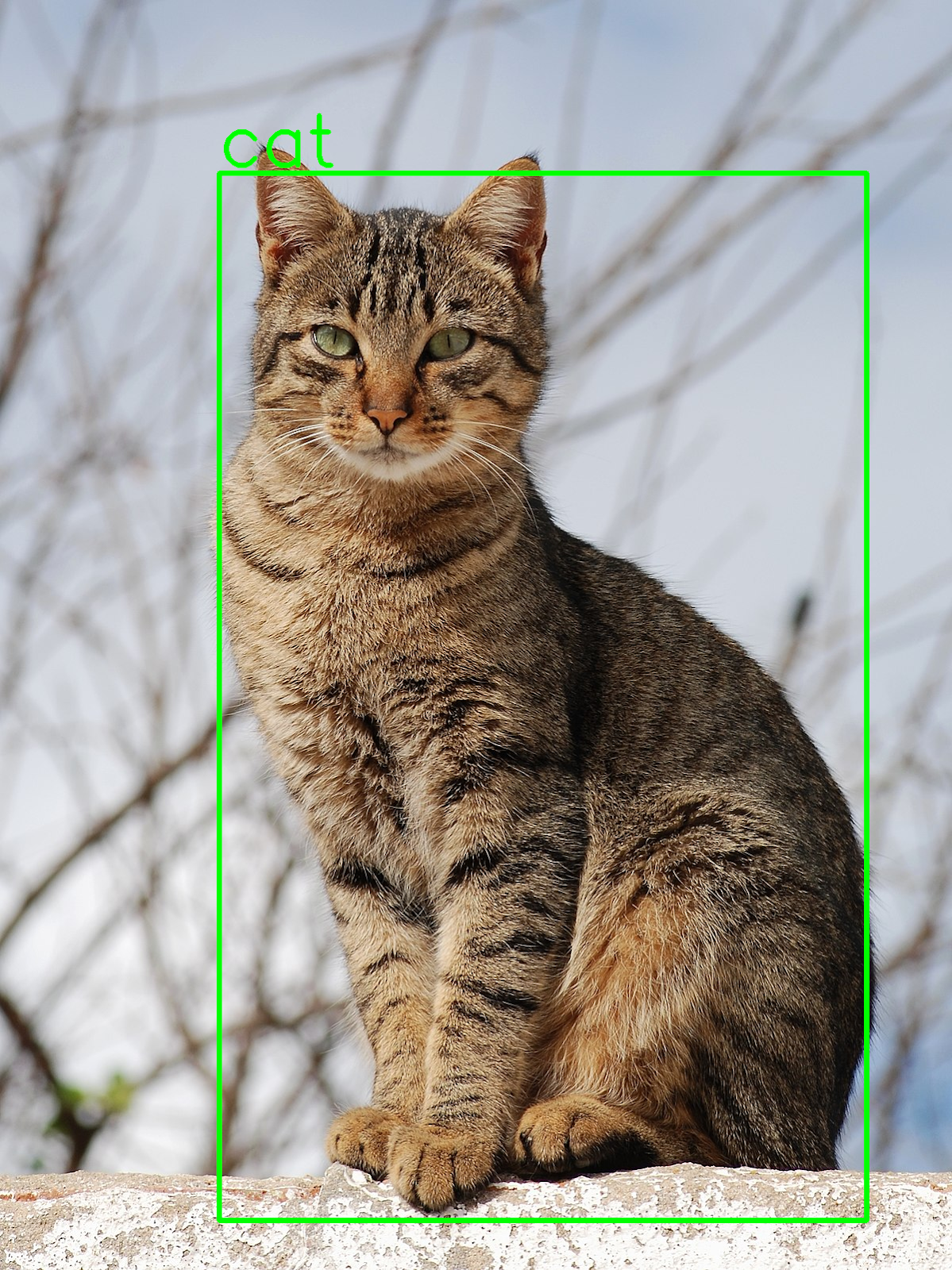 A cat sitting on a wall with a green bounding box applied to the bitmap. The bounding box is labeled “cat.”