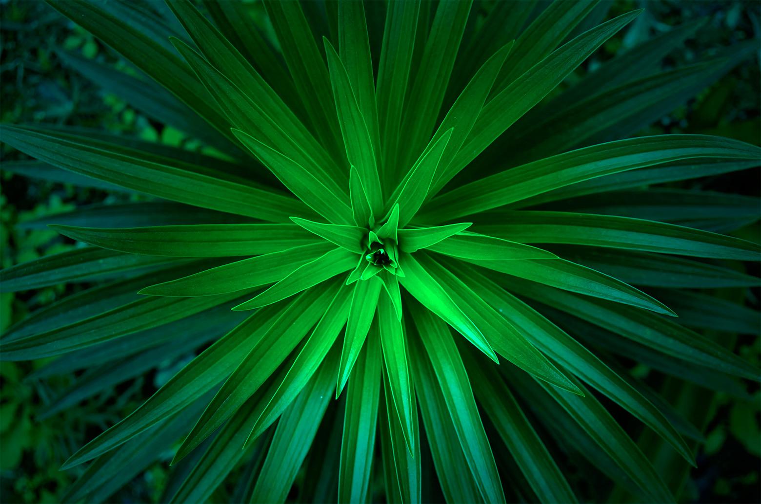 Color trends 2020 include shades of green