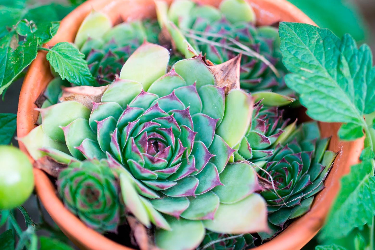 Color of the year inspiration: succulents come in beautiful shades of green