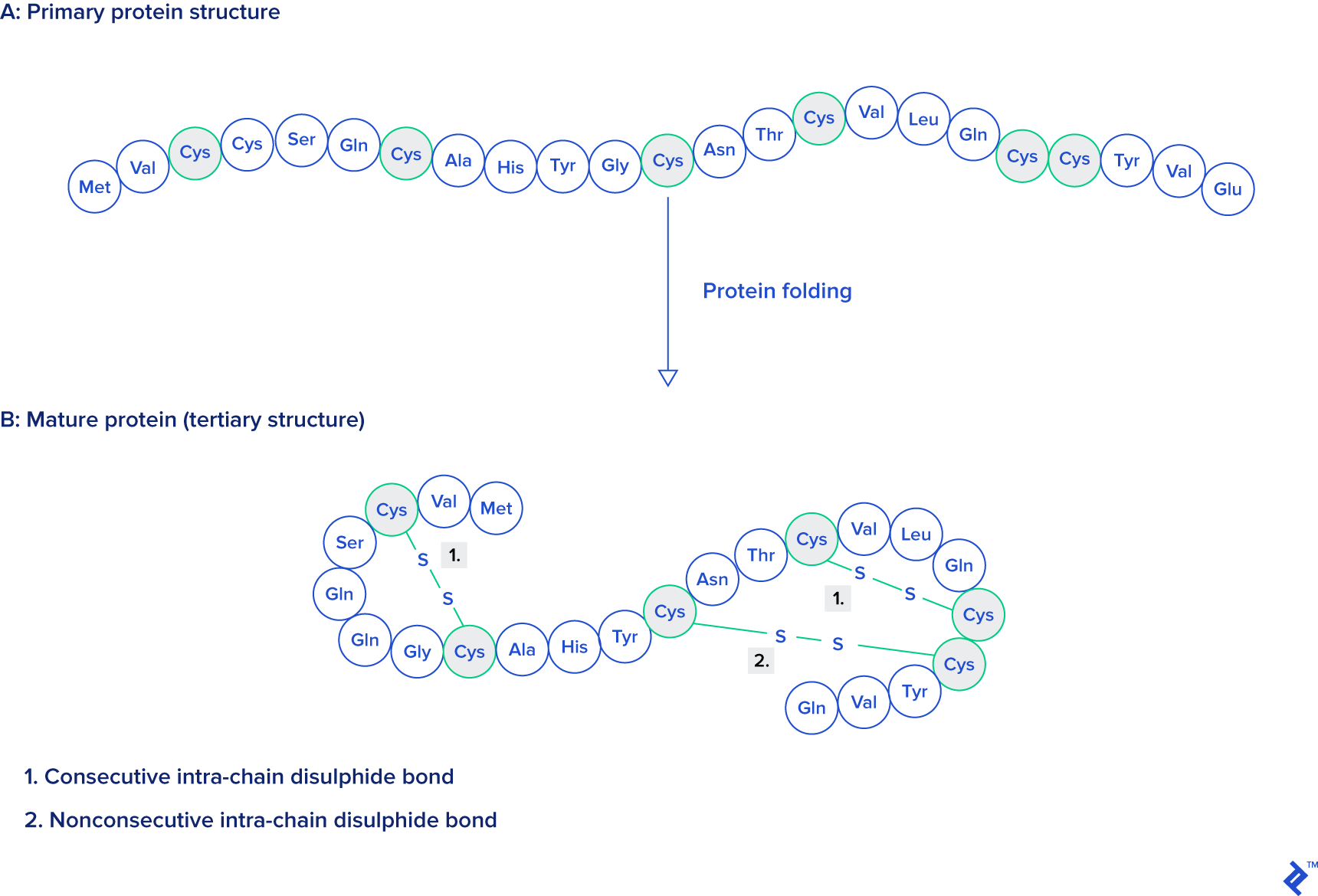 Primary and tertiary protein structures