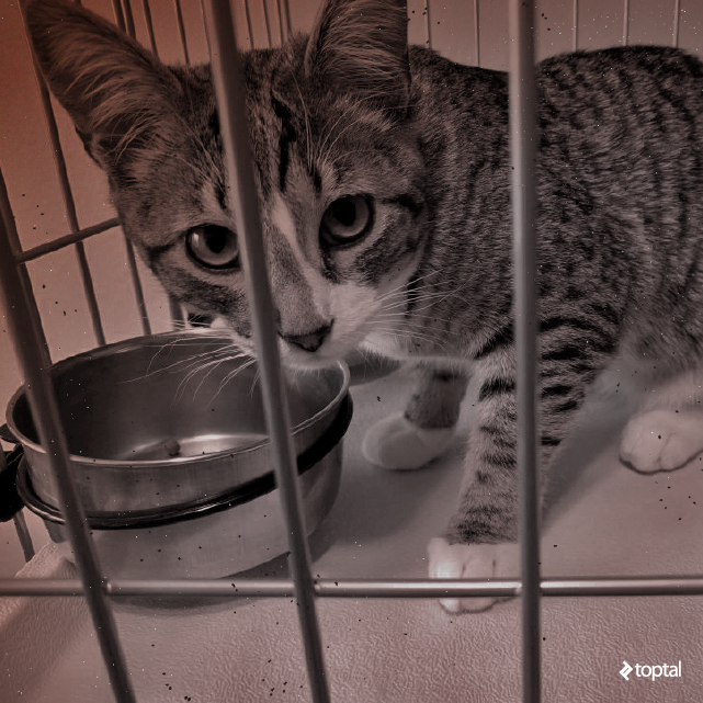 See? Does that look like one happy pussycat or what?